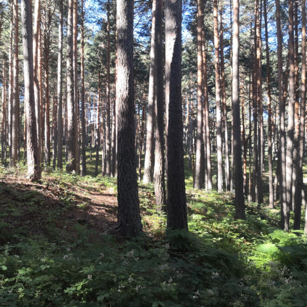 Pinares de Valsaín
